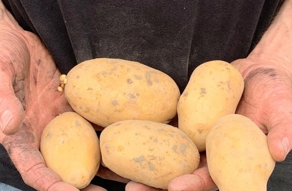 aardappels lokaal