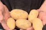 aardappels lokaal