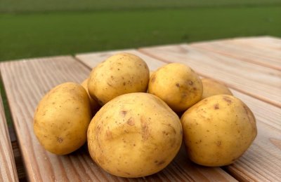 Aardappels Ekoboerdeij de Lingehof