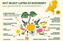 Wat maakt lupine zo bijzonder