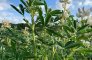 Biodynamische lupine