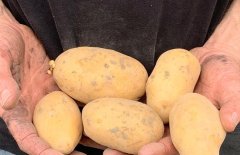 aardappels lokaal