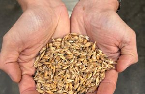 Spelt Ekoboerderij